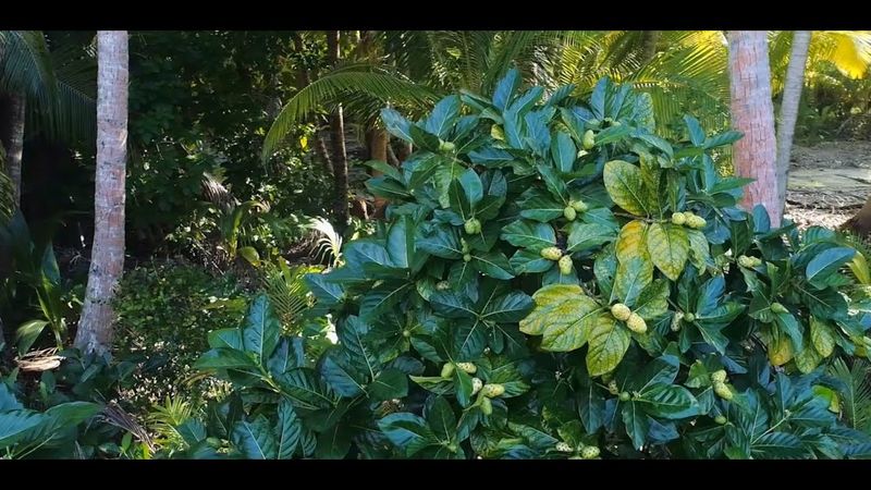 Watch the full Magical Noni story — premium fermented Polynesian noni juice explained