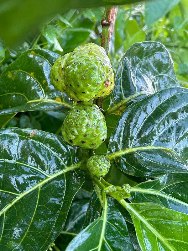 Fresh noni fruit hand-picked in Polynesia, Morinda citrifolia for Magical Noni juice